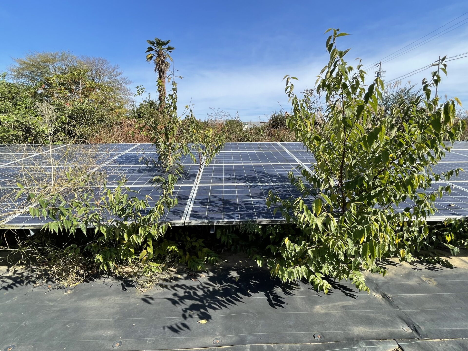 三重県鈴鹿市石薬師町太陽光発電所除草作業｜株式会社ソラプロテック