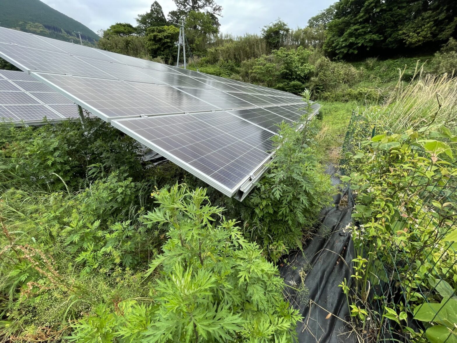 三重県南牟婁郡太陽光発電所除草管理