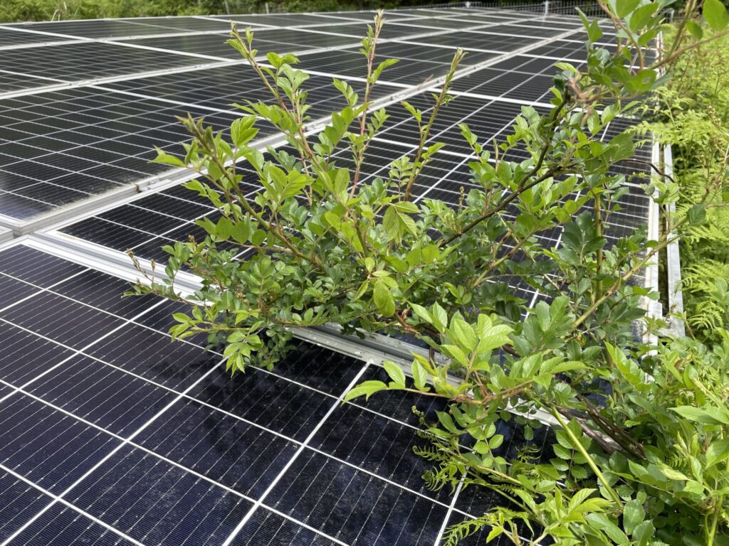 滋賀県北西方面ソーラー除草作業