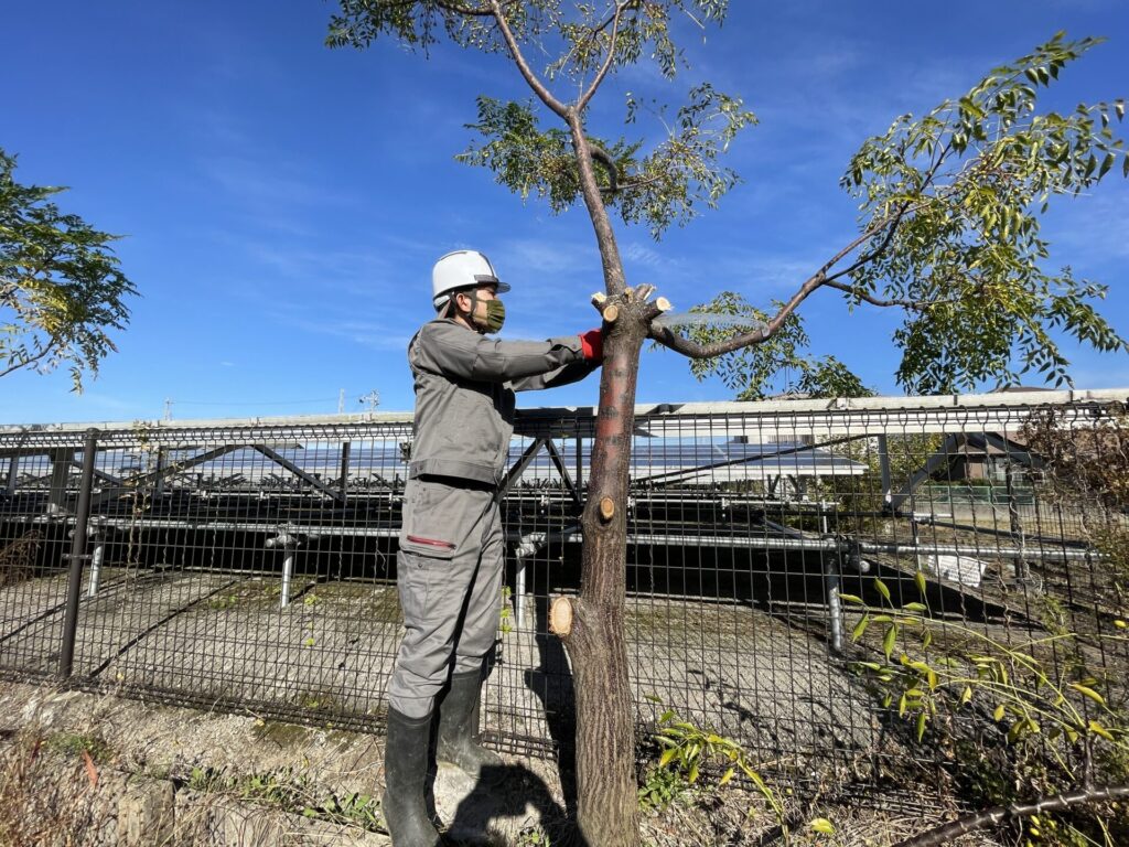 愛知県津島市ソーラー除草・伐採作業