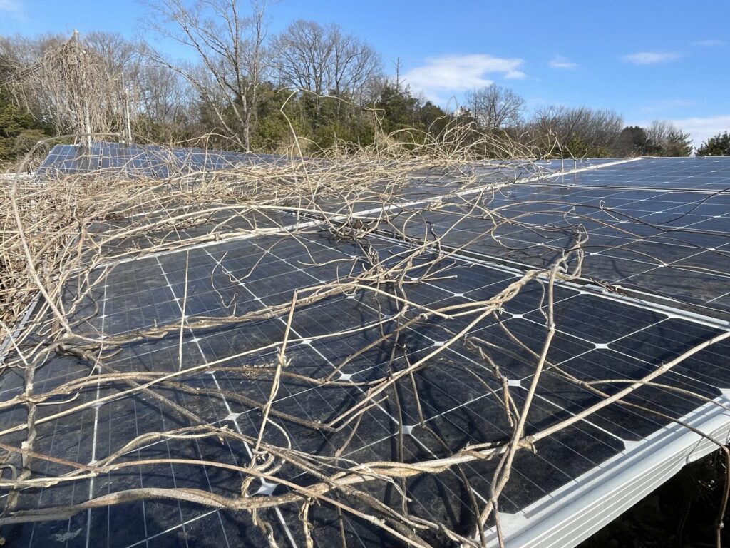 滋賀県日野町ソーラー除草作業